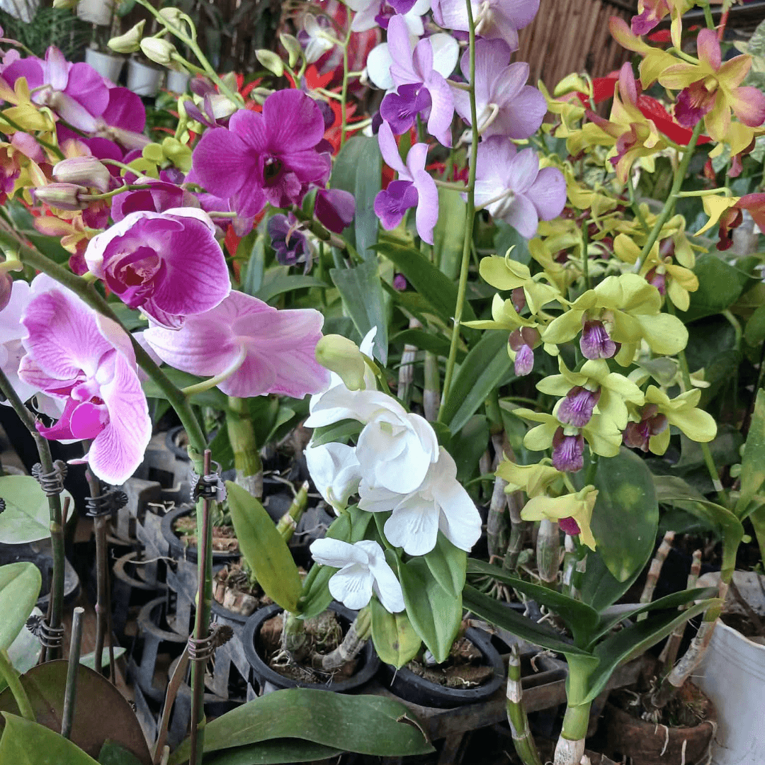 Mini Phalaenopsis Plant (FOR PICK UP ONLY)