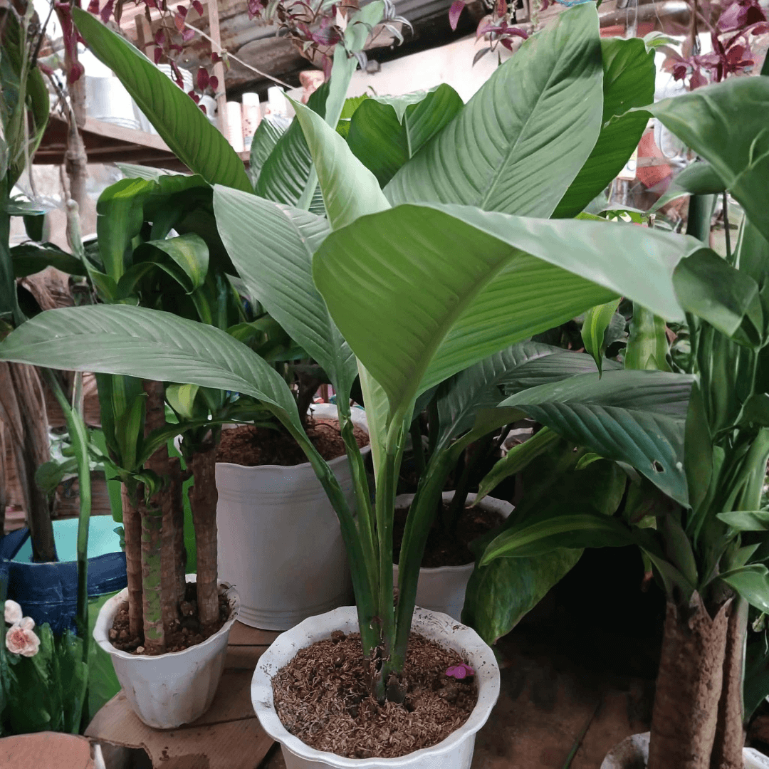 Sensation Plants Indoors (FOR PICK UP ONLY)