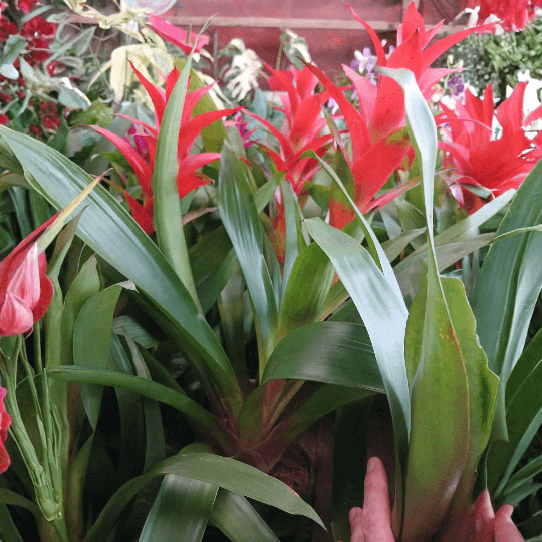 Bromeliads Plant - Indoor (FOR PICK UP ONLY)