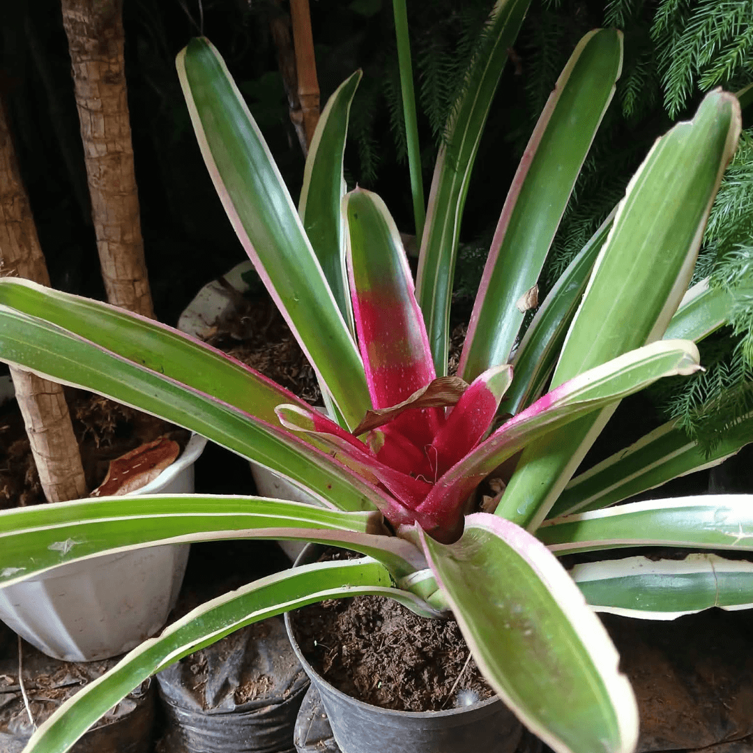 Bromeliads – Outdoor (FOR PICK UP ONLY)