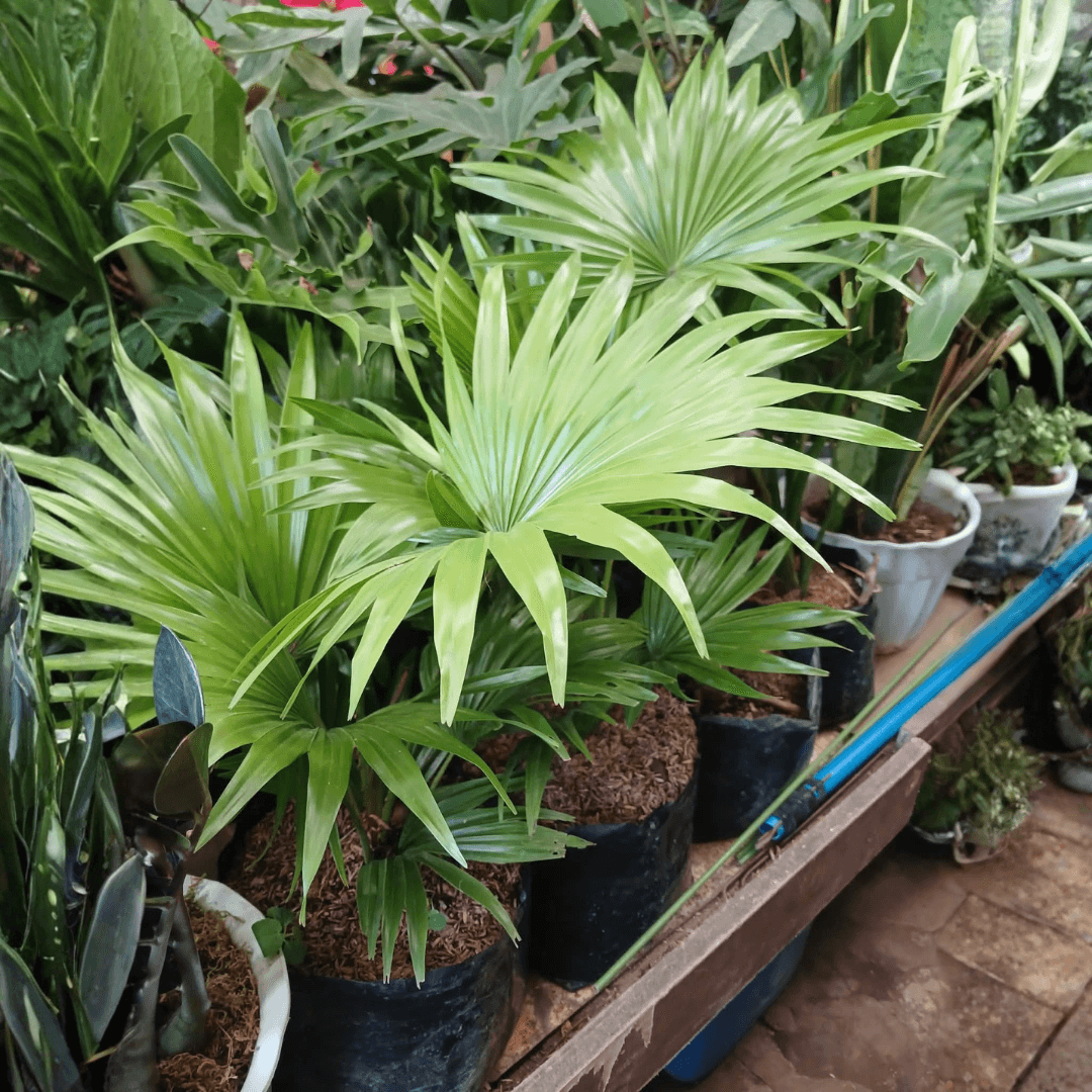 Anahaw Plant (FOR PICK UP ONLY)